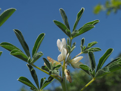 Lupinus albus