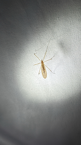 Unknown species found near Scott Rd, Cumberland, RI, US