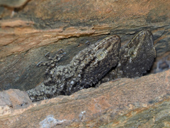 Tarentola mauritanica mauritanica