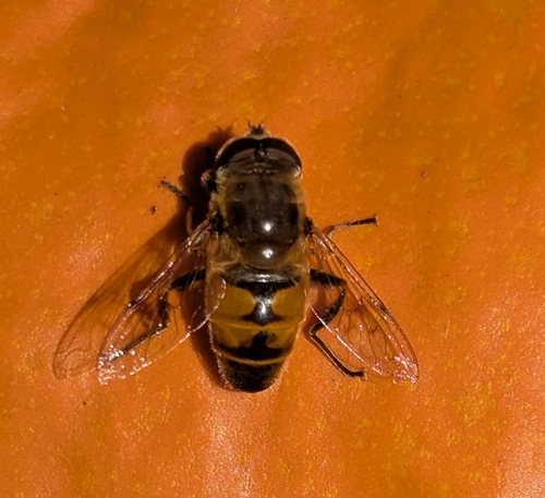 Unknown species found near Millburn, NJ 07041, USA