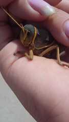 Brachystola behrensii