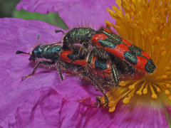 Trichodes creticus