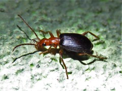 Brachinus mexicanus