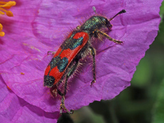 Trichodes creticus