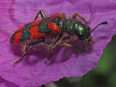 Trichodes creticus