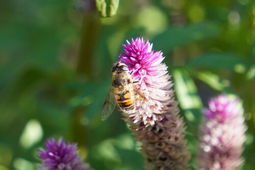 Unknown species found near North Brunswick Township, NJ, USA
