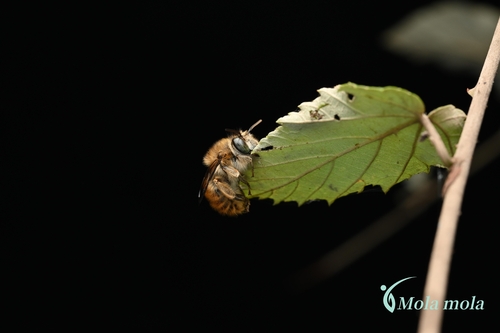 Habropoda bucconoides
