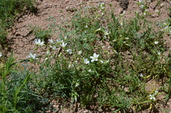 Cerastium maximum