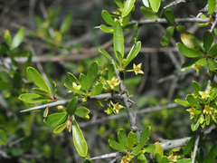 Rhamnus oleoides