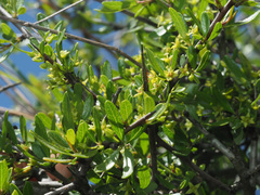 Rhamnus oleoides