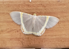 Phrygionis privignaria