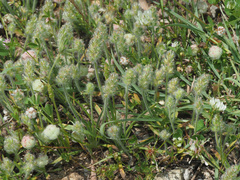 Plantago bellardii