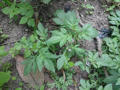 Solanum radicans