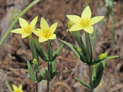 Centaurium maritimum