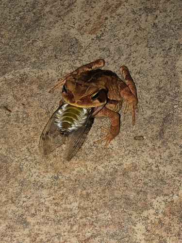 Striped Toad, Rhinella crucifer
