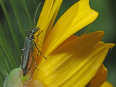 Oedemera crassipes