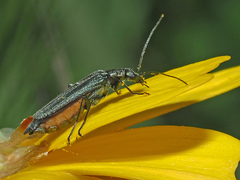 Oedemera crassipes