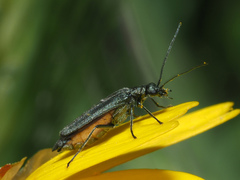 Oedemera crassipes