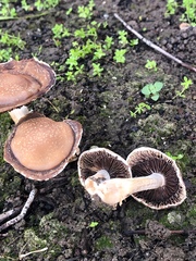 Psathyrella