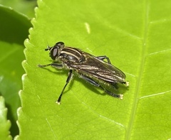 Orthoprosopa bilineata