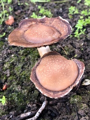Psathyrella