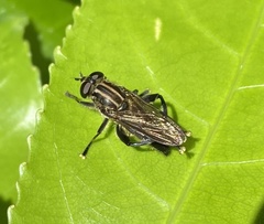 Orthoprosopa bilineata