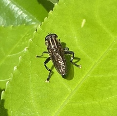 Orthoprosopa bilineata