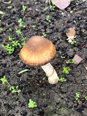 Psathyrella