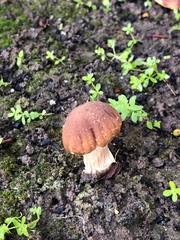 Psathyrella
