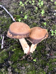 Psathyrella