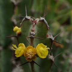 Euphorbia schinzii