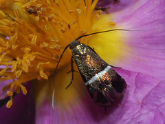Adela paludicolella