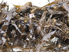 Sargassum filipendula
