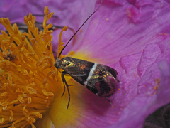 Adela paludicolella
