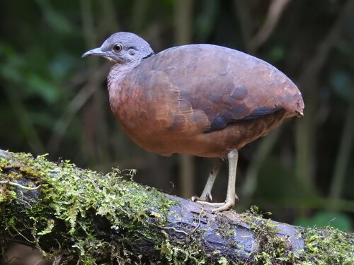 Crypturellus soui (Hermann, 1783)