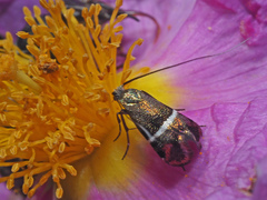 Adela paludicolella