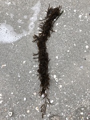 Sargassum filipendula