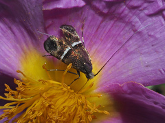 Adela paludicolella