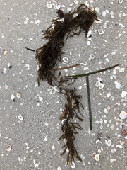 Sargassum filipendula