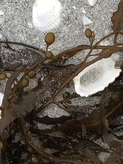 Sargassum filipendula