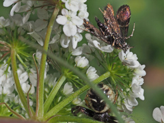 Adela paludicolella