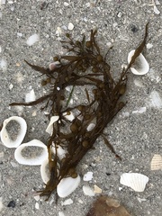 Sargassum filipendula