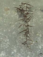 Sargassum filipendula