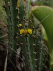 Euphorbia schinzii
