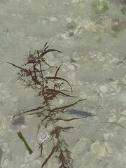 Sargassum filipendula