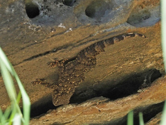 Tarentola mauritanica mauritanica