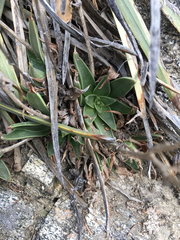 Dudleya saxosa