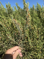 Passerina ericoides