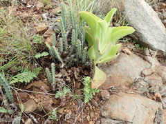 Euphorbia schinzii