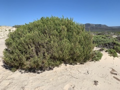 Passerina ericoides